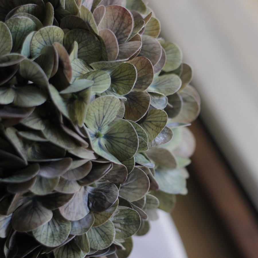 Hydrangea flower bouquet