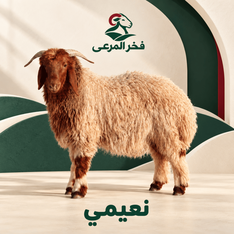 نعيمي صغير