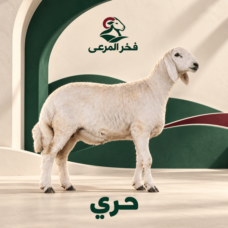 حري هرفي وسط