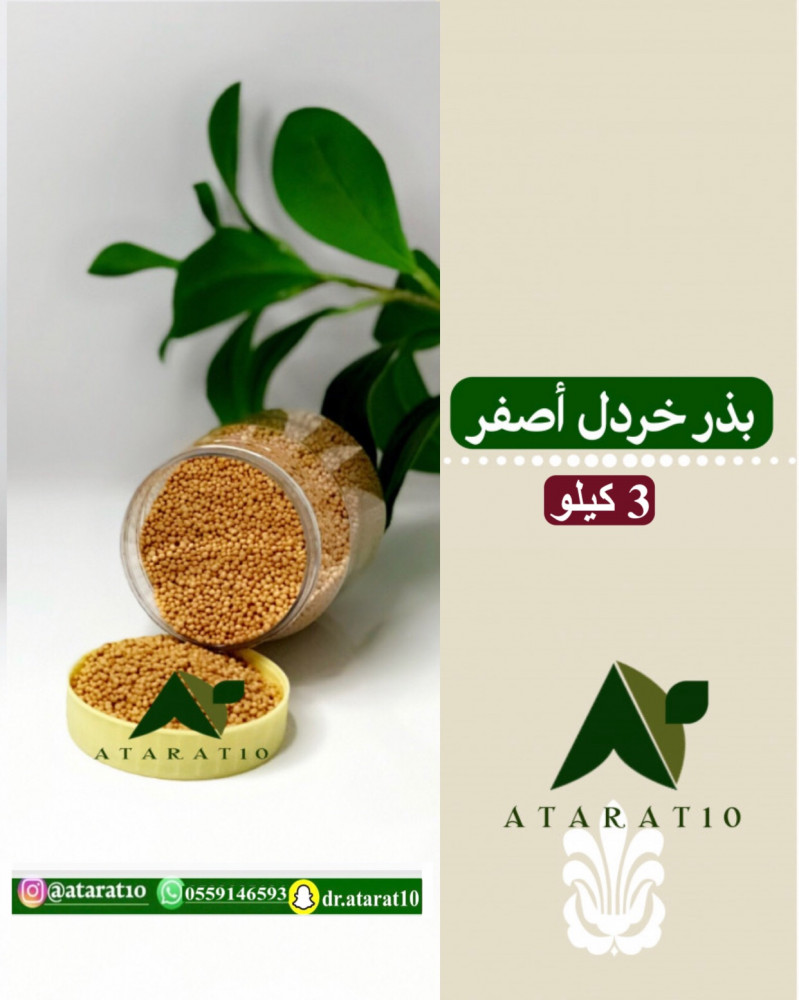 3 كيلو بذر خردل اصفر _ بذور الخردل الاصفر