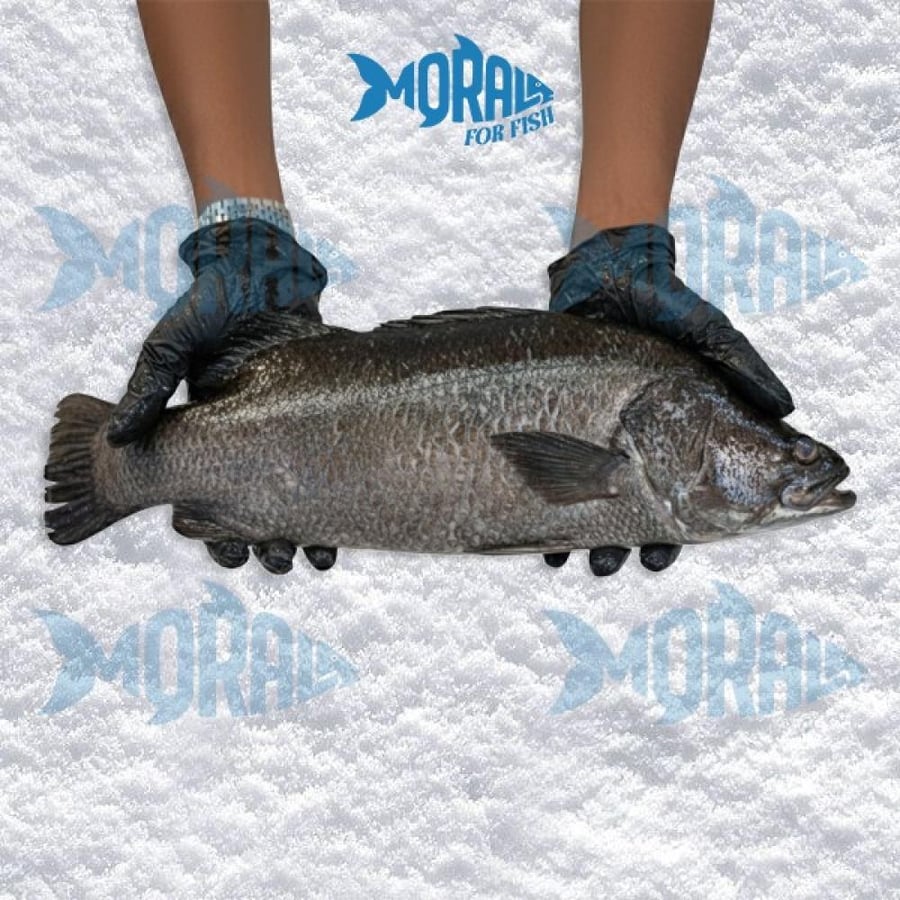 Married fish - Grouper - Seabass - see bass