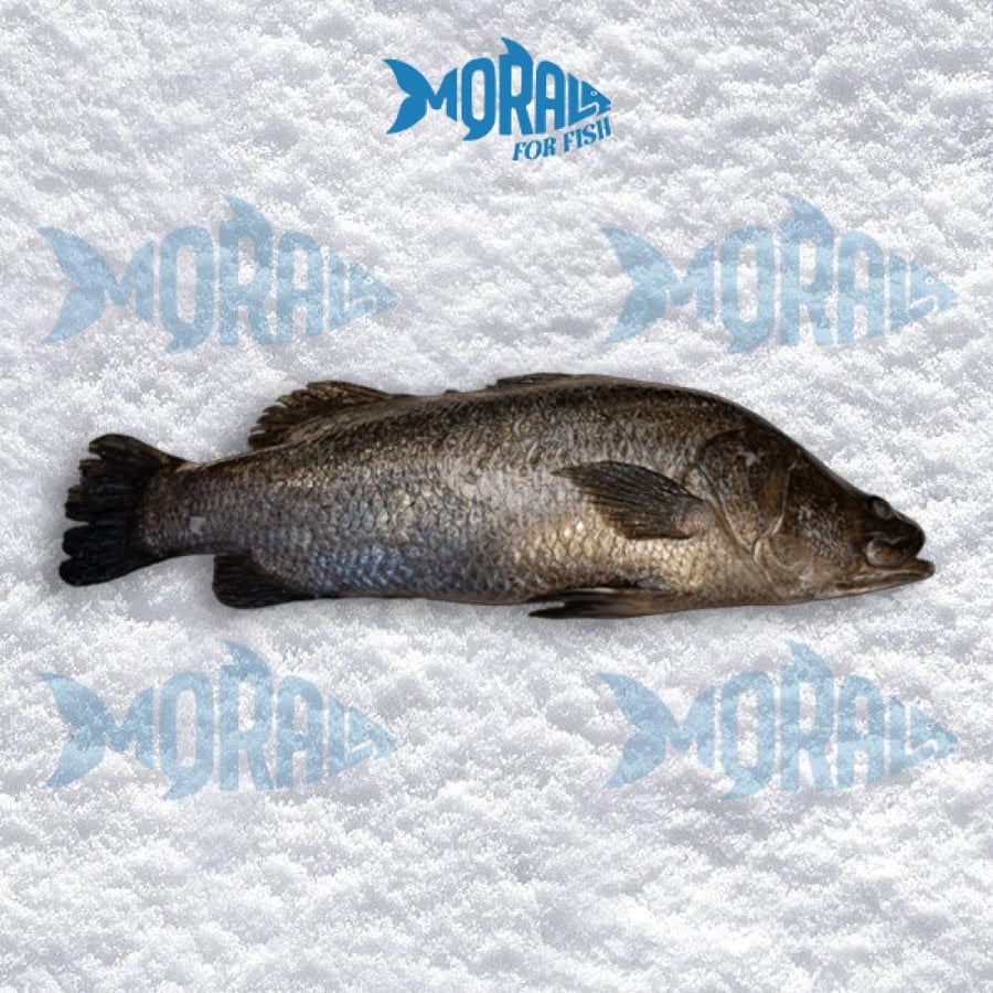 Married fish - Grouper - Seabass - see bass