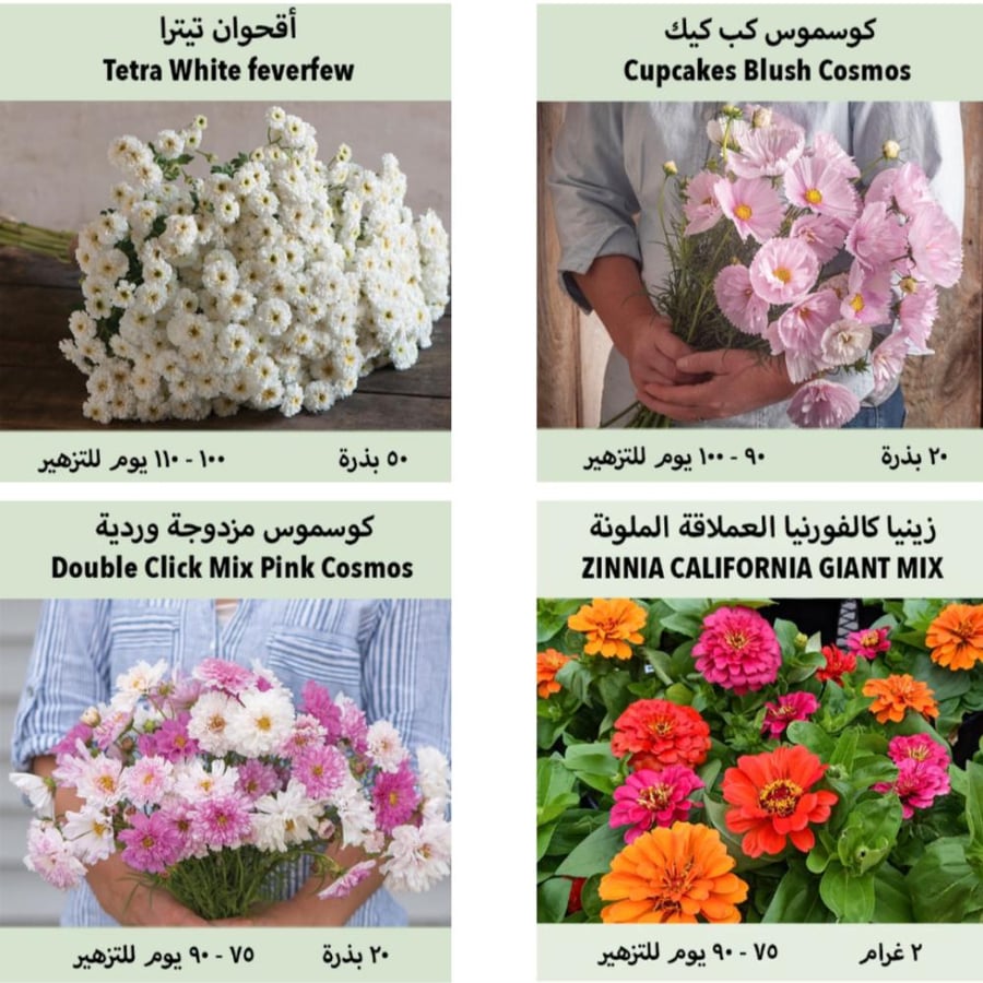 بذور باقة ورد