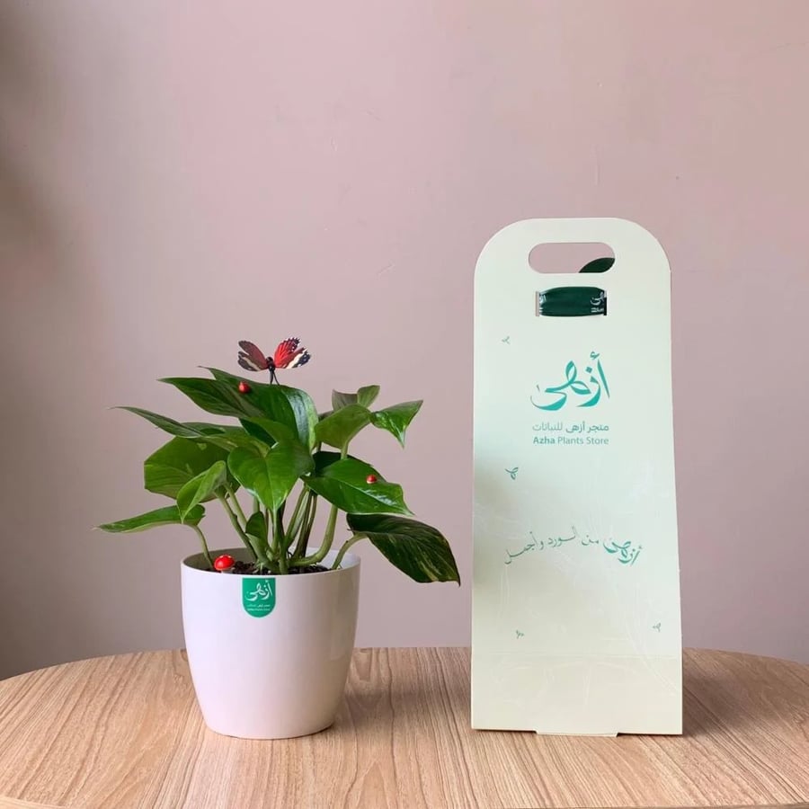 بوتس كبير