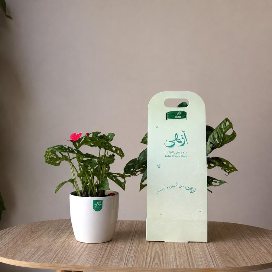 مونستيرا