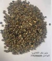 بذور الكلتوريا ( الشاي الأزرق )
