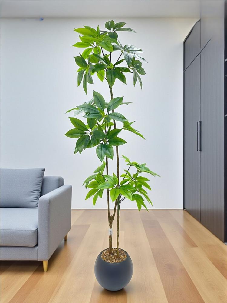 Bamboo palm