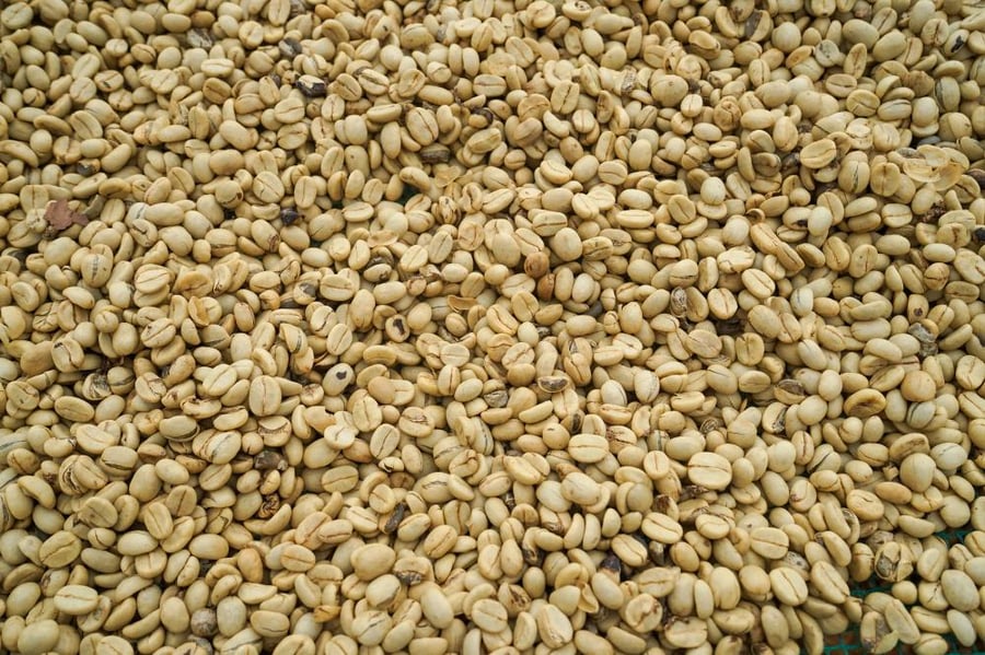 دولسي Dulce