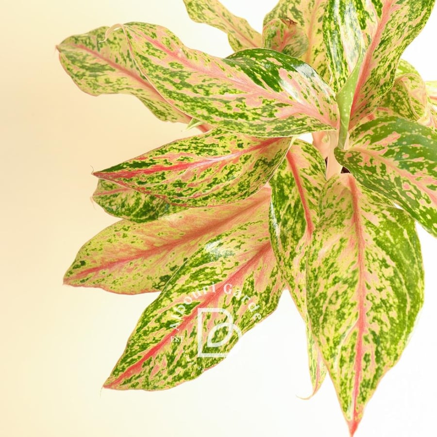 Aglaonema 'Pink Siam'