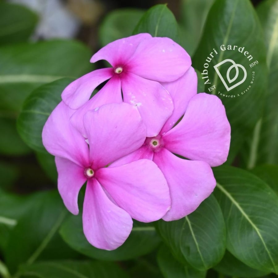 بفته هولندي