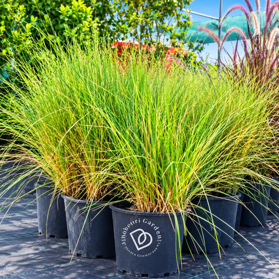 Pennisetum