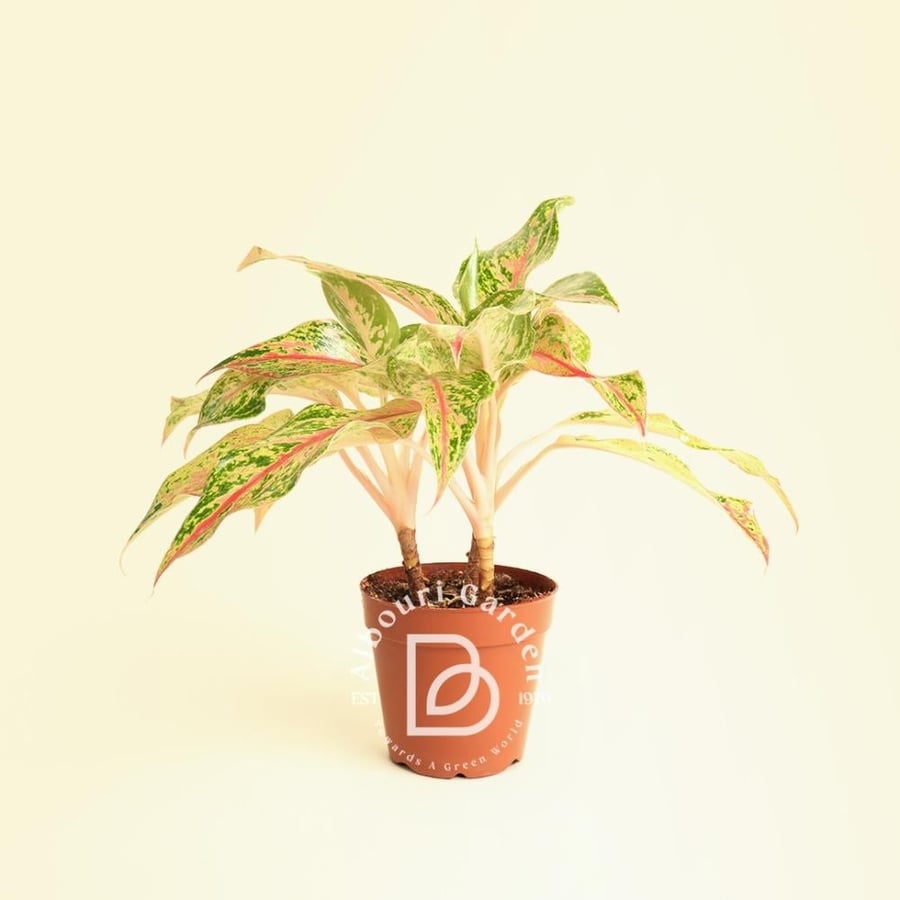 Aglaonema 'Pink Siam'