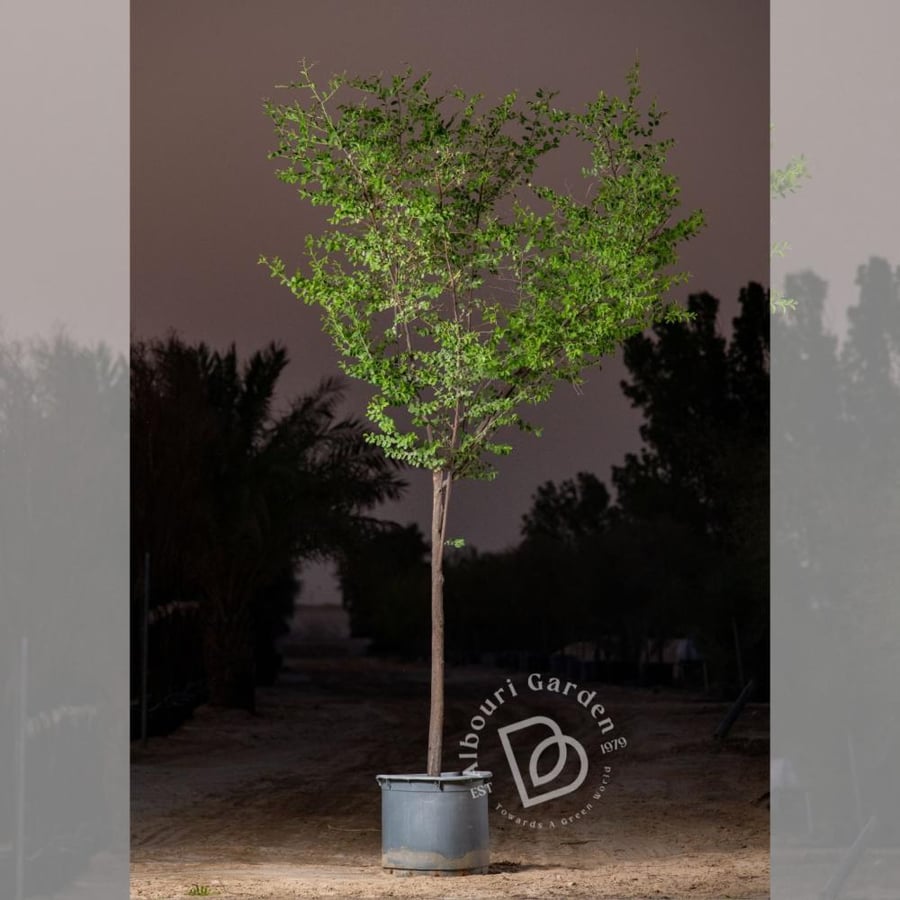 سدر بلدي