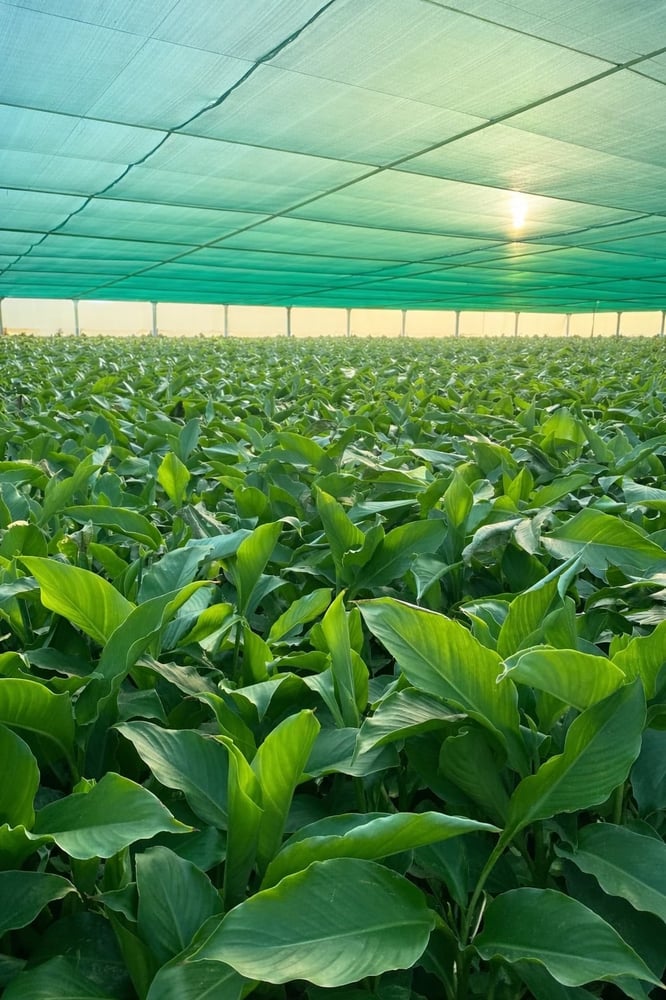 نبات الكنة (Canna Lily)