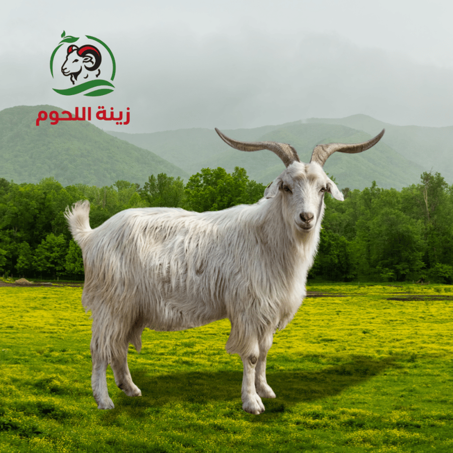 تيس كشميري – ذبيحة كاملة (8–10 كيلو)