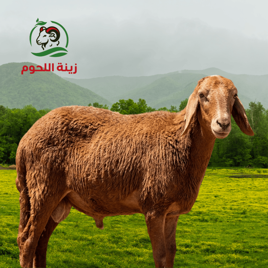 خروف سواكني (20–17 كيلو)