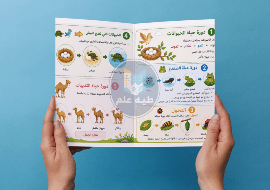 مطوية دورات حياة الحيوانات