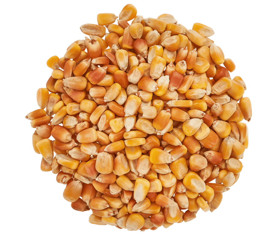 ذرة حبش اصفر