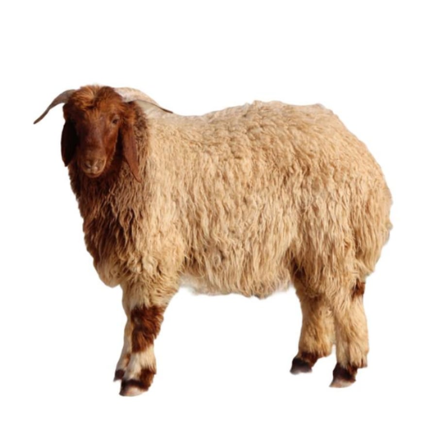رخل نعيمية