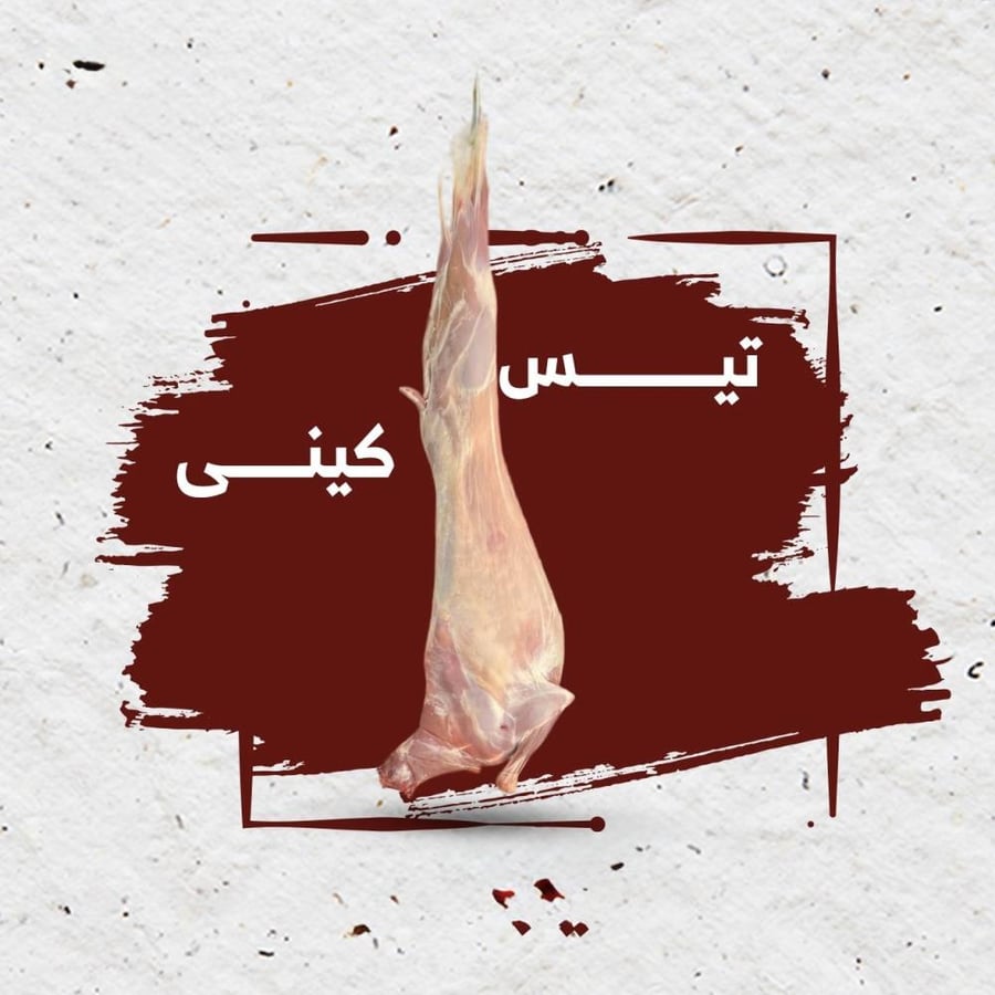 تيس كيني كبير 13 - 15  ك