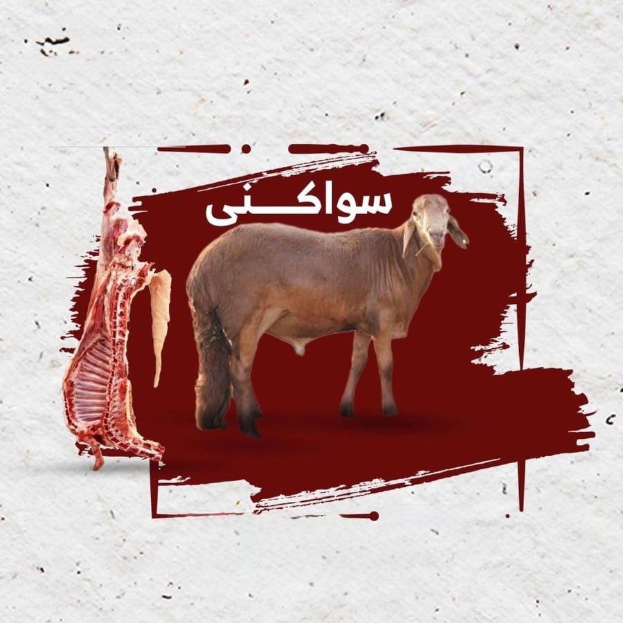 ذبيحة سواكني وسط 18 - 20  ك
