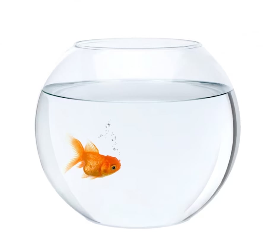 حوض أسماك المقاتل زجاجي دائري الشكل Fighter Aquarium. Round glass shape