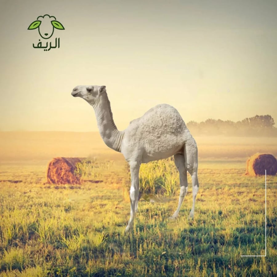 مفروم حاشي (10) كيلو