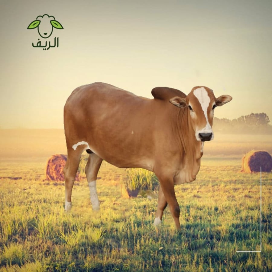 احصل على 5 كيلو لحم عجل بلدي مع عظم من متجر الريف للحوم بسعري حصري