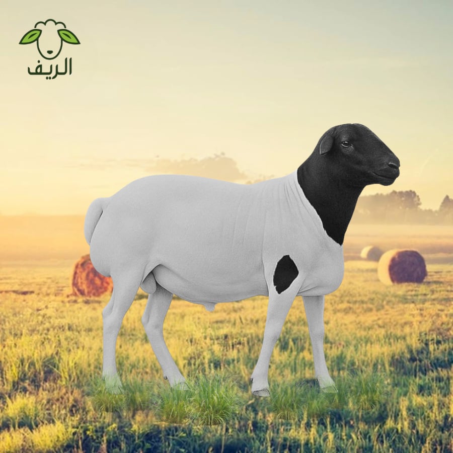 خروف بربري مرابي ( 10-12 ) كيلو