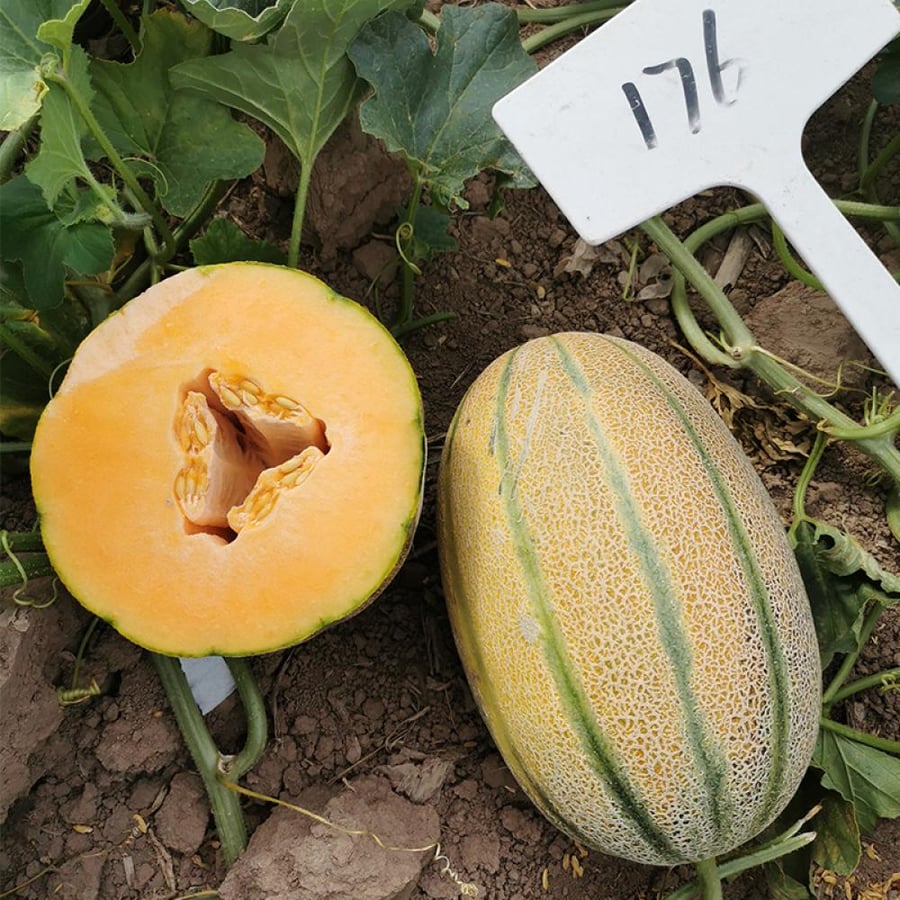Melon seeds Manqawi variety Jannah F1 hybrid