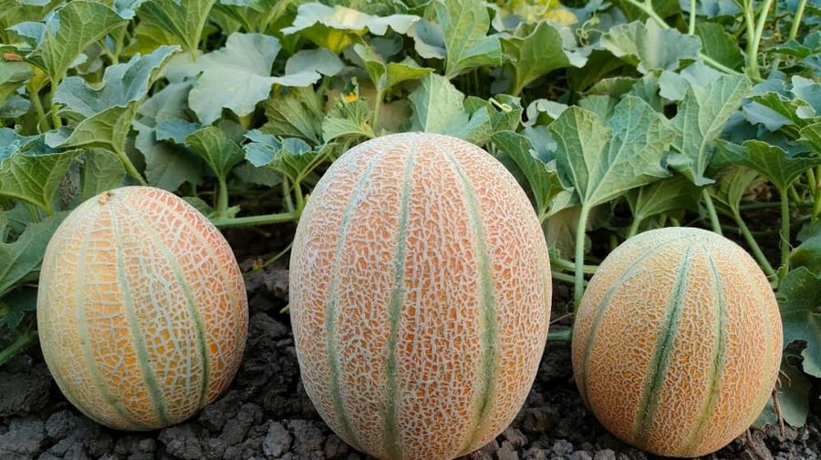 Melon seeds Manqawi variety Jannah F1 hybrid