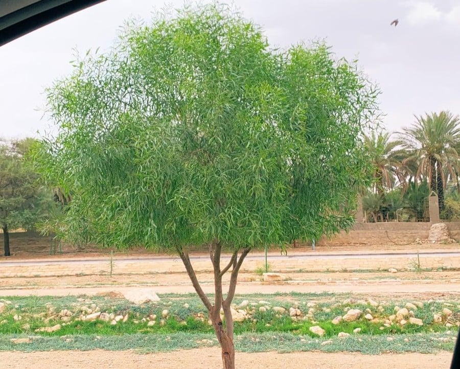 طلح الملحي
