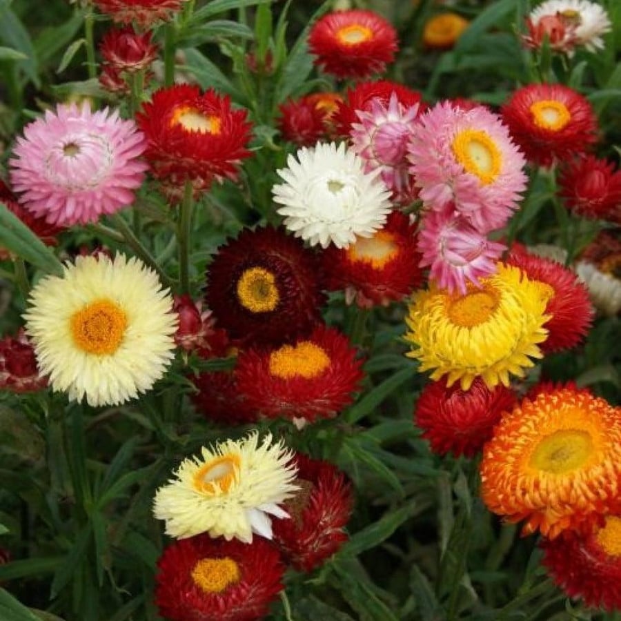 بذور زهرة الخلود - هليكريزم مزدوجة ( Helichrysum bracteatum )