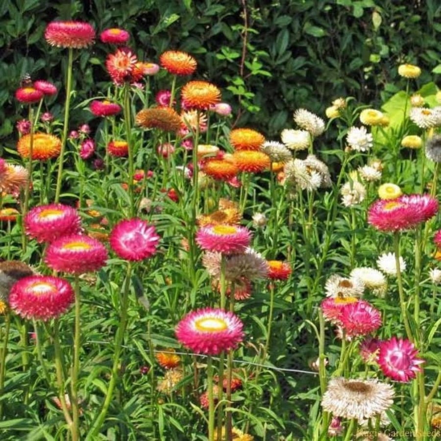 بذور زهرة الخلود - هليكريزم مزدوجة ( Helichrysum bracteatum )