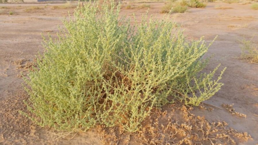 بذور شعران