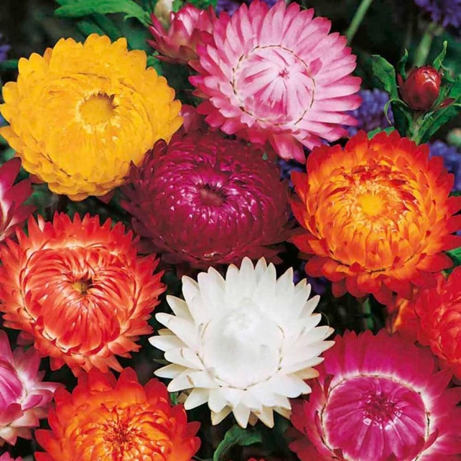 بذور زهرة الخلود - هليكريزم مزدوجة ( Helichrysum bracteatum )