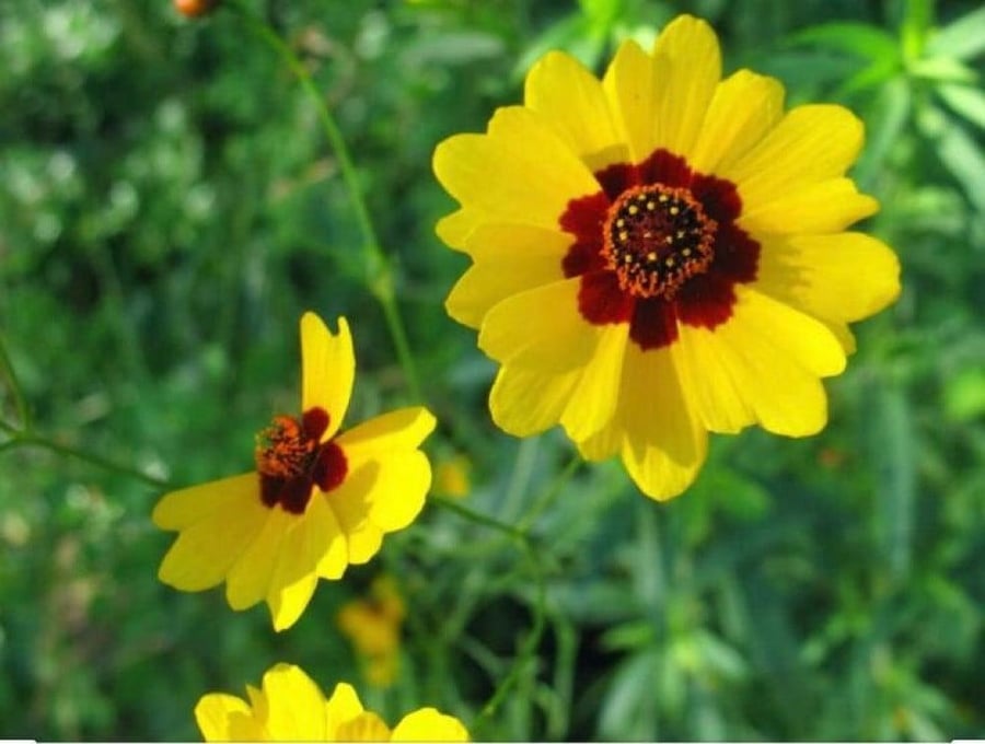 Coreopsis tinctoria) كوريوبسس الذهبية