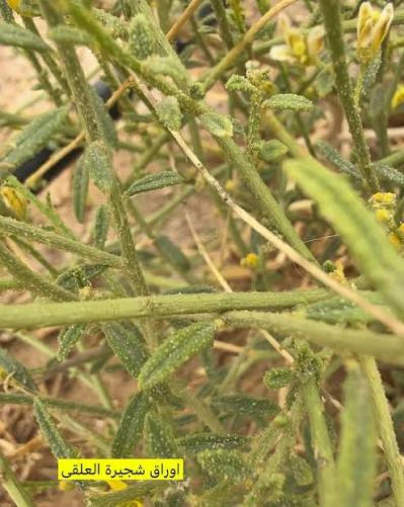 بذور شجيرة العلقى ( Dipterygium glaucum )