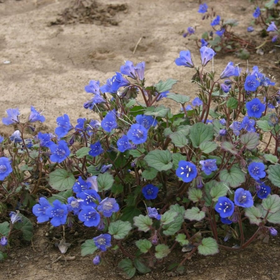 بذور زهور أجراس الصحراء - بلوبل ( Phacelia campanularia )