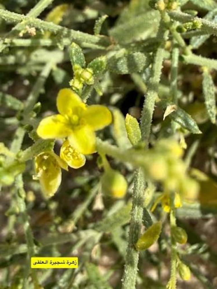 بذور شجيرة العلقى ( Dipterygium glaucum )