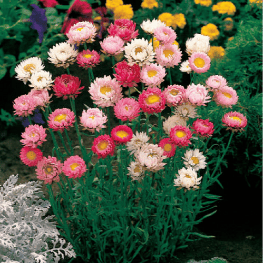 بذور زهرة الخلود - هليكريزم مزدوجة ( Helichrysum bracteatum )