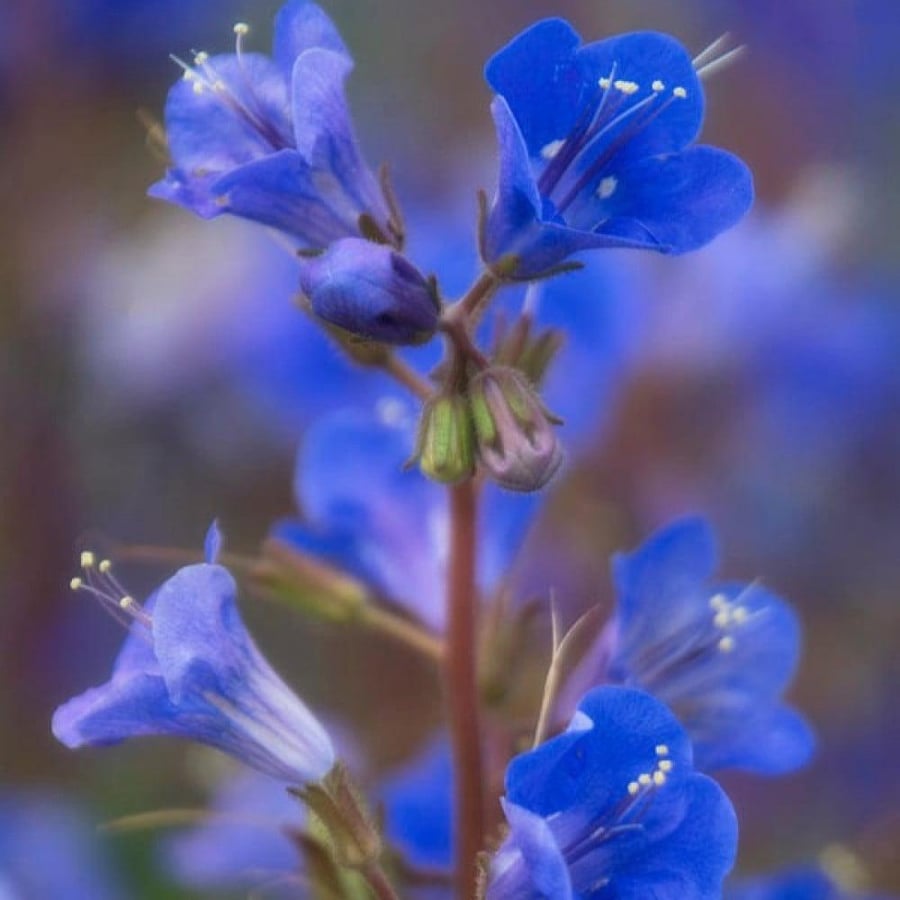 بذور زهور أجراس الصحراء - بلوبل ( Phacelia campanularia )