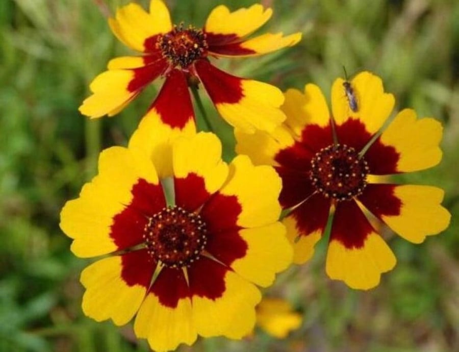 Coreopsis tinctoria) كوريوبسس الذهبية