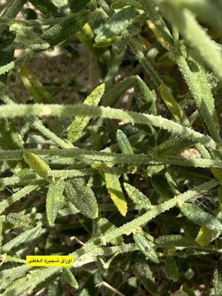 بذور شجيرة العلقى ( Dipterygium glaucum )