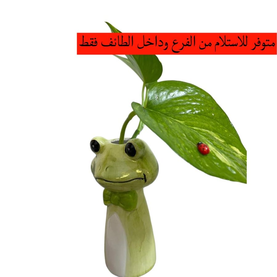 نبتة البوتس ضفدع