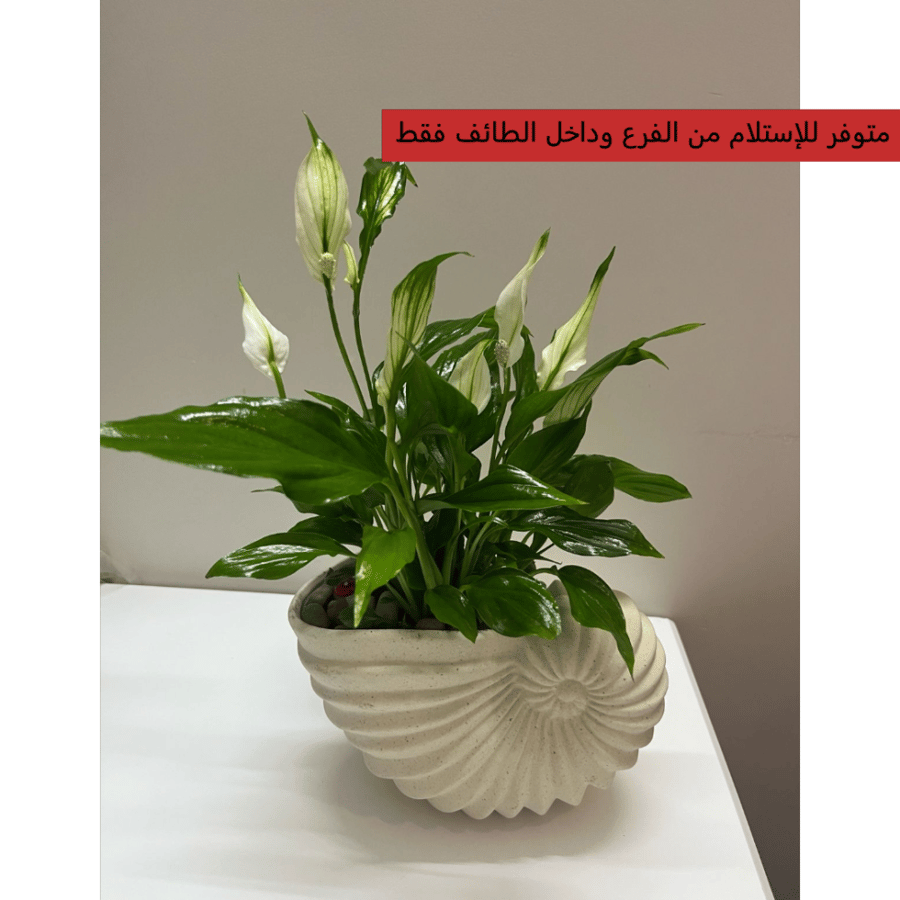 نبتة زنبق السلام فازة رخام