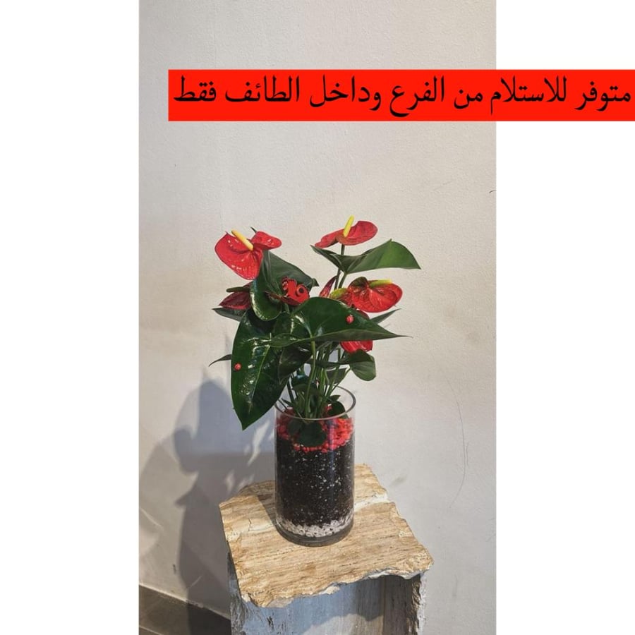Anthurium plant