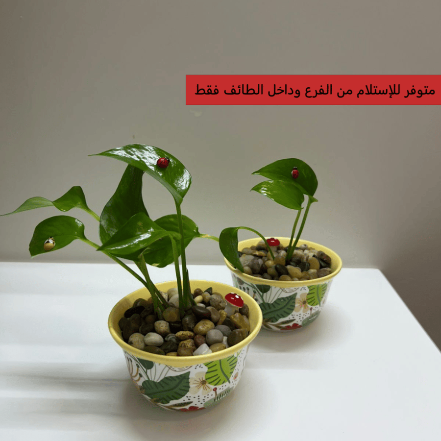 نبتة البوتس صغير