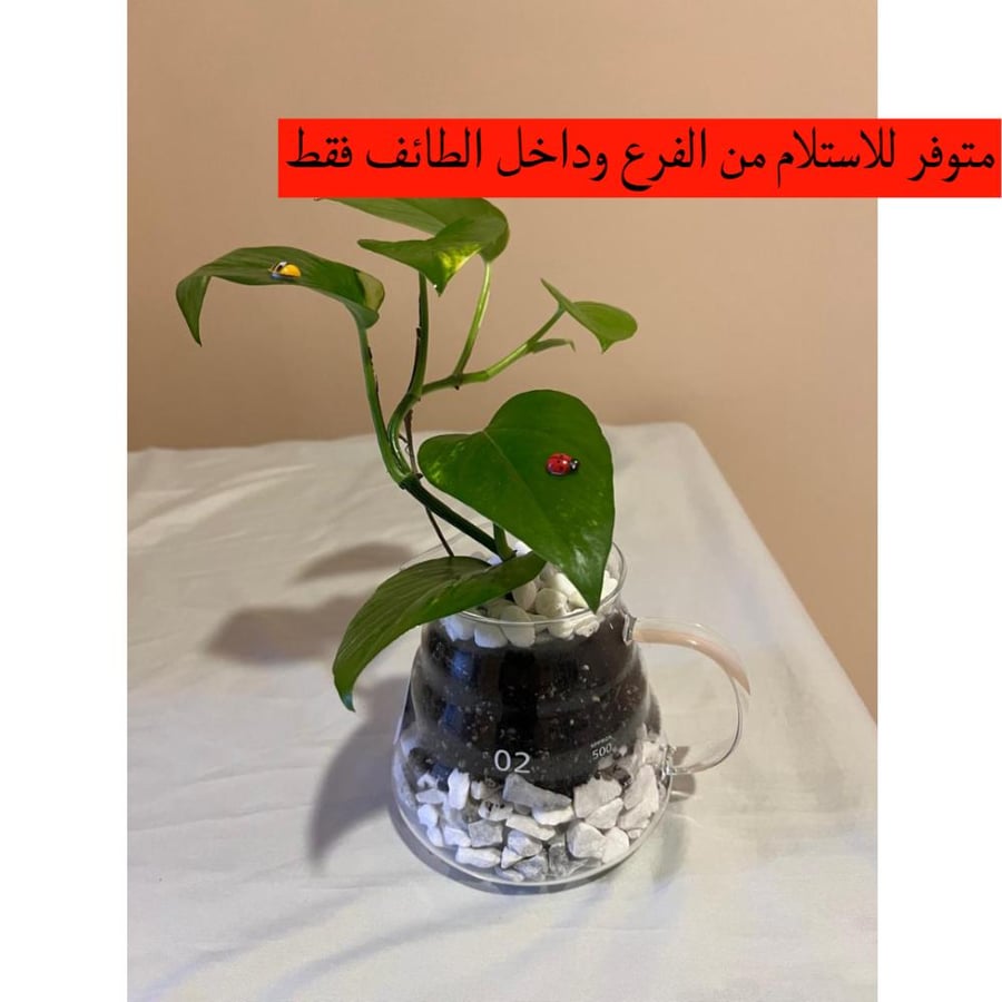 نبتة البوتس سيرفر V60