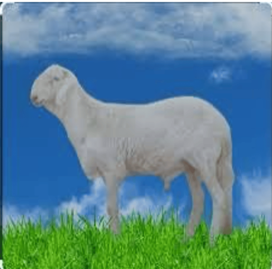 سواكن جبر